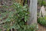 Breitblättriger Eukalyptus-Eucalyptus dalrympleana
