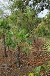 : - Livistona humilis