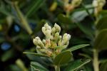 Neuseeländischer Eisenholzbaum - Metrosideros excelsa