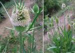 Wilde Karde - Dipsacus fullonum