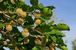 Leichhardt-Baum - Nauclea orientalis
