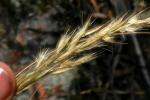 : - Rytidosperma longifolium
