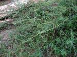 : - Oncinocalyx betchei