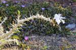 : - Pachypodium saundersii