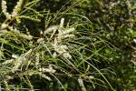 : - Acacia longissima