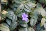 Kleines Immergrün - Vinca minor
