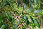 : - Diospyros australis