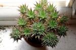 : - Deuterocohnia brevifolia