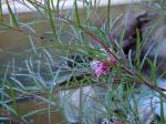 : - Grevillea sericea subsp. riparia