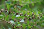 : - Heimia myrtifolia