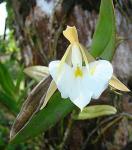 : - Epidendrum eburneum