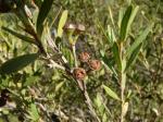 : - Leptospermum emarginatum