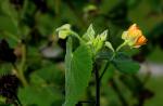 Großblättrige Schönmalve-Abutilon grandifolium