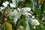 : - Magnolia doltsopa