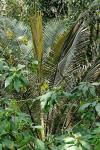 : - Oraniopsis appendiculata