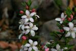 : - Eriostemon hispidulus