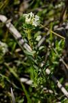 :-Pimelea humilis