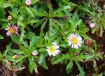 : - Erigeron maxonii