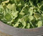 Wassersalat - Pistia stratiotes