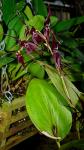 :-Pleurothallis phalangifera