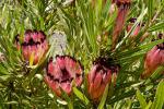 : - Protea burchellii