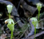 : - Pterostylis baptistii
