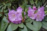: - Rhododendron fortunei