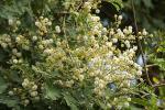 Weißrinden-Akazie - Vachellia leucophloea