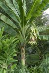 Schneebanane - Ensete glaucum