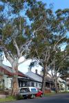 :-Eucalyptus scoparia