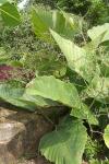 : - Leea macrophylla