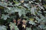 :-Rubus alceifolius