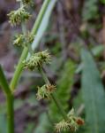 Brown-Ampfer - Rumex brownii