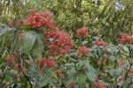 : - Saraca indica