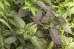Papageienblatt - Alternanthera brasiliana