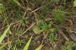 : - Burmannia disticha