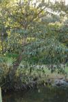 Nepal-Erle - Alnus nepalensis