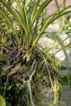 : - Cymbidium bicolor