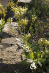 Marmoriertes Dickblatt - Kalanchoe marmorata