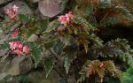: - Begonia serratipetala