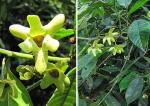 : - Guatteria amplifolia