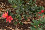 : - Camellia azalea
