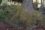 : - Cylindropuntia leptocaulis