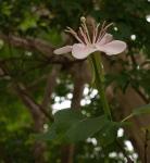 : - Hauya elegans