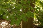 Schneeball-Ahorn - Acer opalus