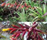 : - Guzmania pennellii