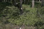 Affenbrotbaum-Crassula multicava