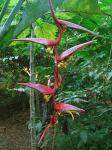 : - Heliconia collinsiana