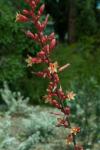 : - Hesperaloe parviflora