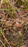 : - Juncus prismatocarpus